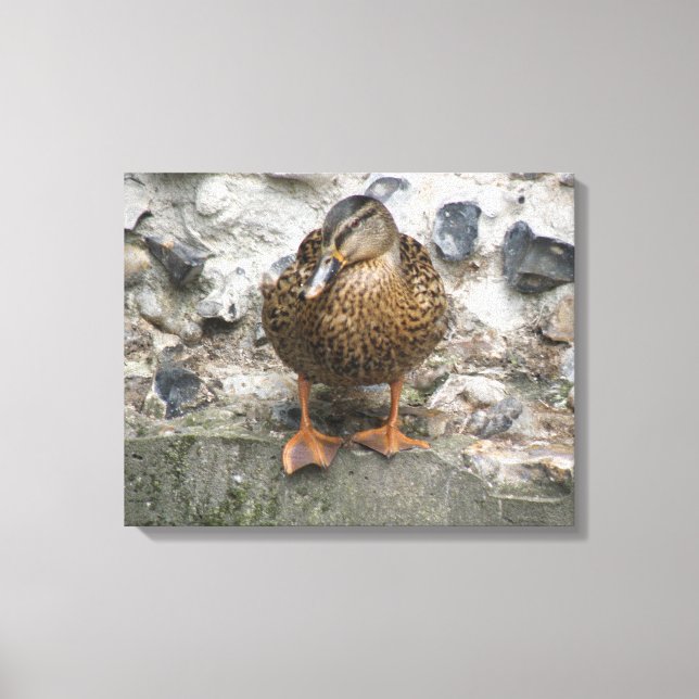 Duck on a Wall Canvas Print (Front)