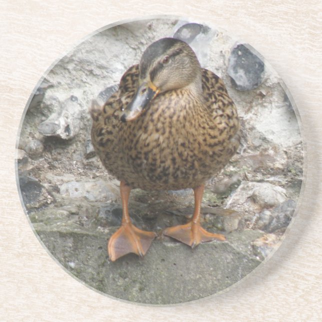 Duck on a Wall Coasters (Front)