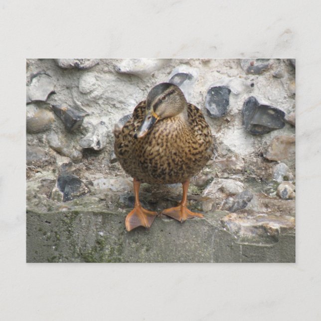 Duck on a Wall Postcard (Front)