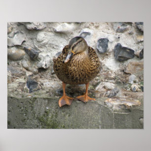Duck on a Wall Poster