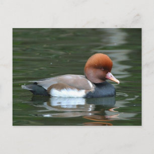 duck on river postcard