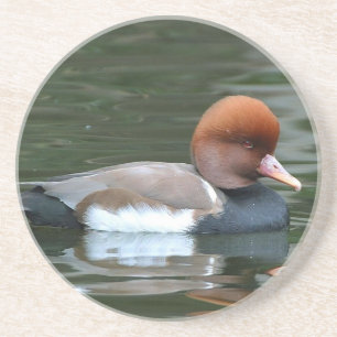 duck on river sandstone coaster