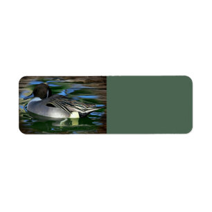 Duck On The Lake