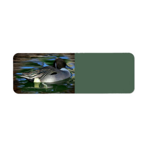 Duck On The Lake