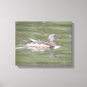 Duck on the Lake Canvas Print