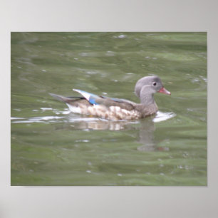 Duck on the Lake Print