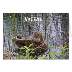 Duck on the water