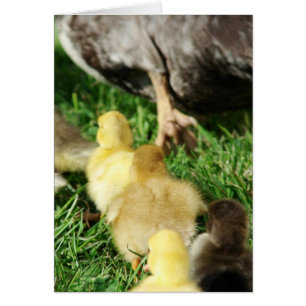 Duck Parade