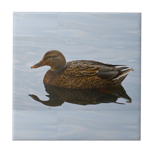Duck Photo Ceramic Tile (Front)