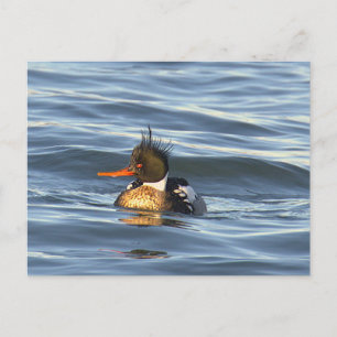 Duck Photo Postcard