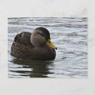 Duck Photo Postcard
