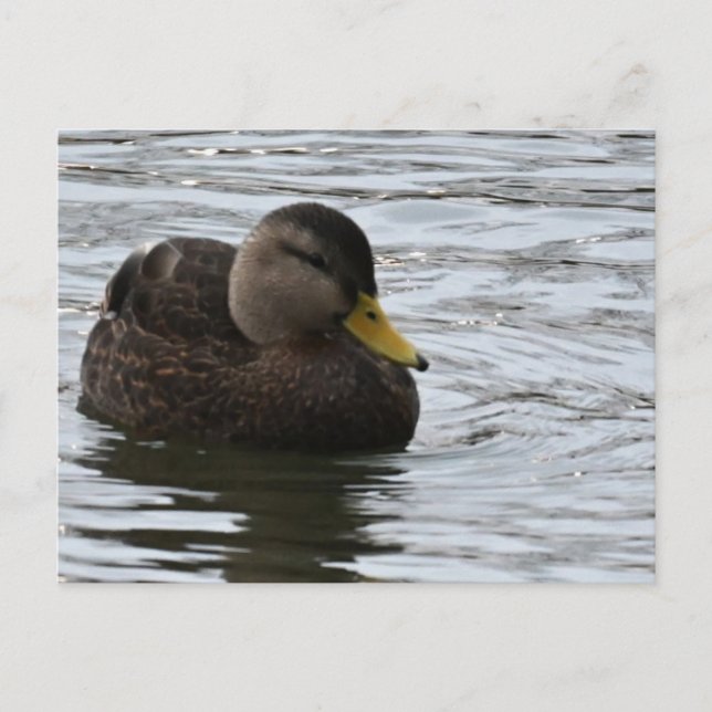 Duck Photo Postcard (Front)
