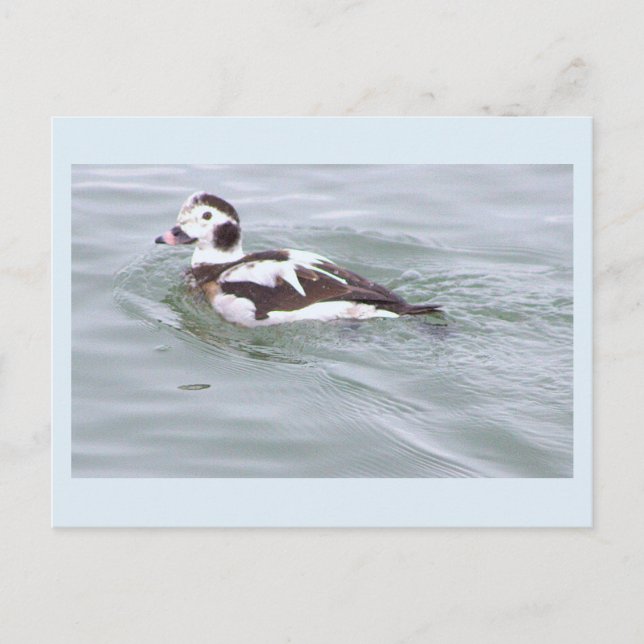 Duck Photo Postcard (Front)
