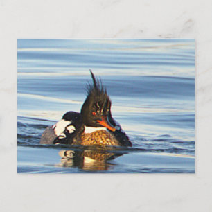 Duck Photo Postcard