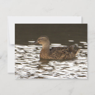 Duck Photo Postcard