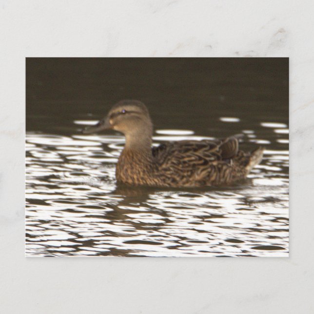 Duck Photo Postcard (Front)