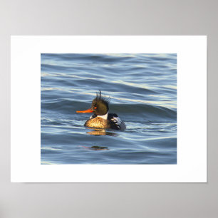 Duck Photo Poster