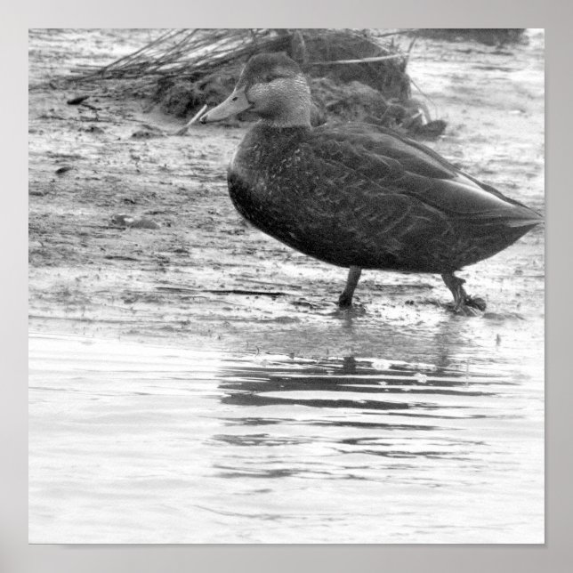 Duck Photo Poster (Front)