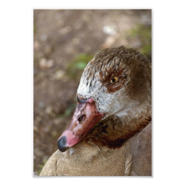 Duck Photo Print (Front)