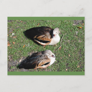 Duck post cards