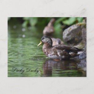 Duck Postcard