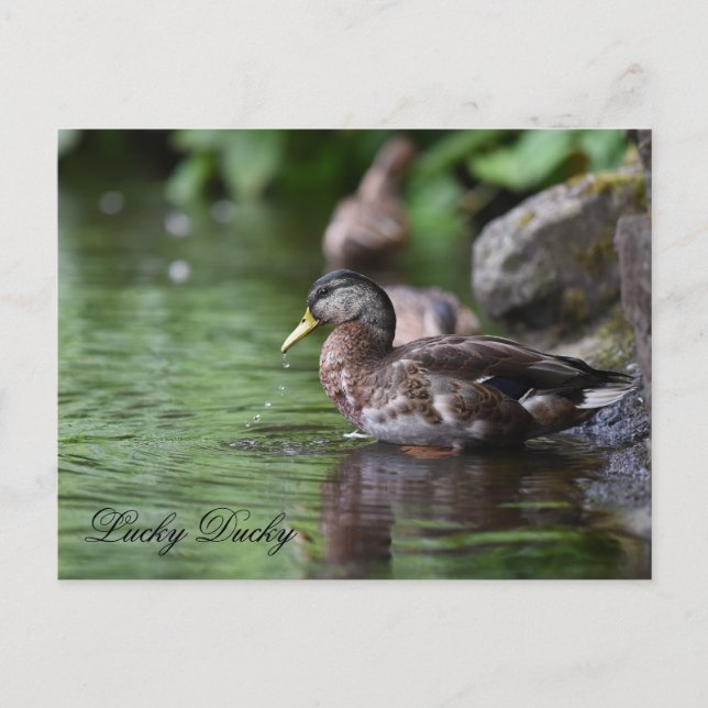 Duck Postcard (Front)