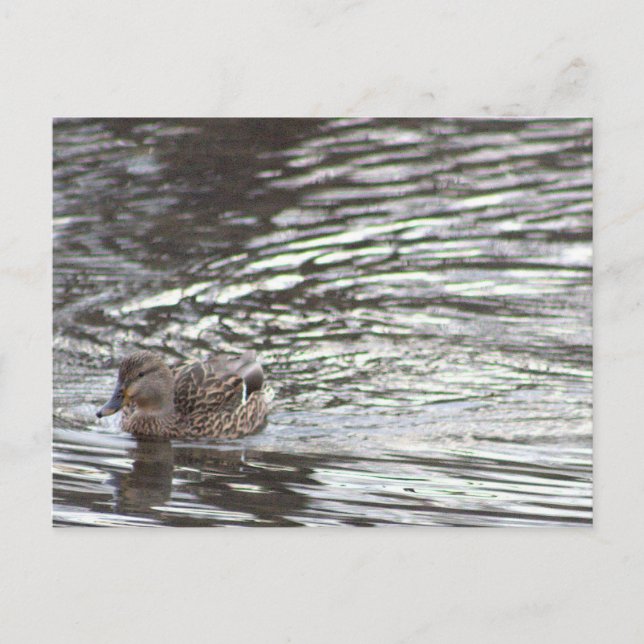 Duck Postcard (Front)