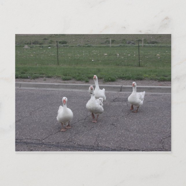 Duck Postcard (Front)
