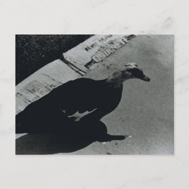 Duck Postcard (Front)