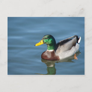 Duck Postcard