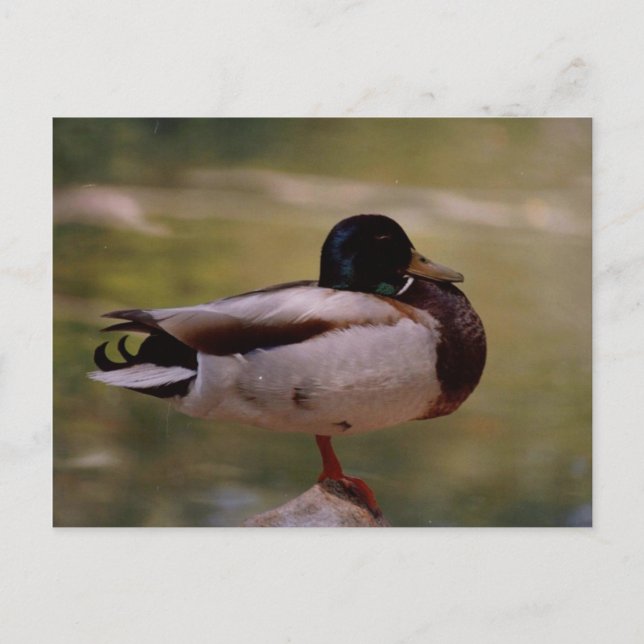 Duck Postcard (Front)