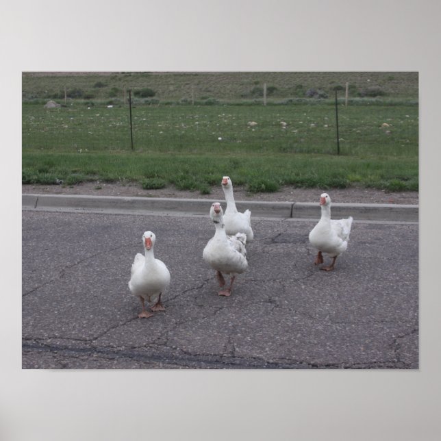 Duck Poster (Front)