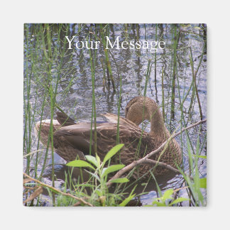 Duck Preening in the Reeds Magnet
