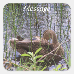 Duck Preening in the Reeds Square Sticker