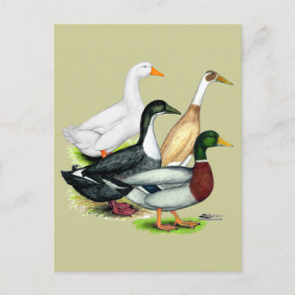Duck Quartet Postcard