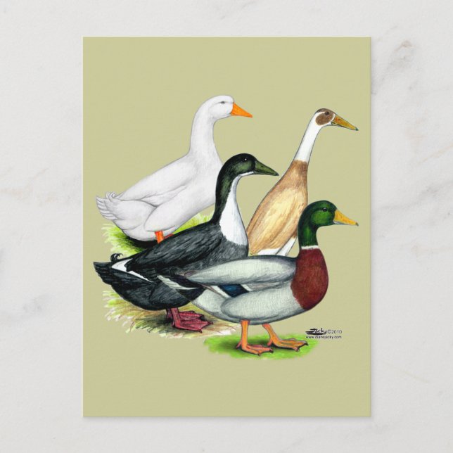 Duck Quartet Postcard (Front)