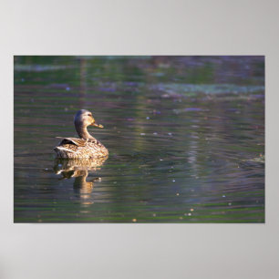 Duck Reflection Poster