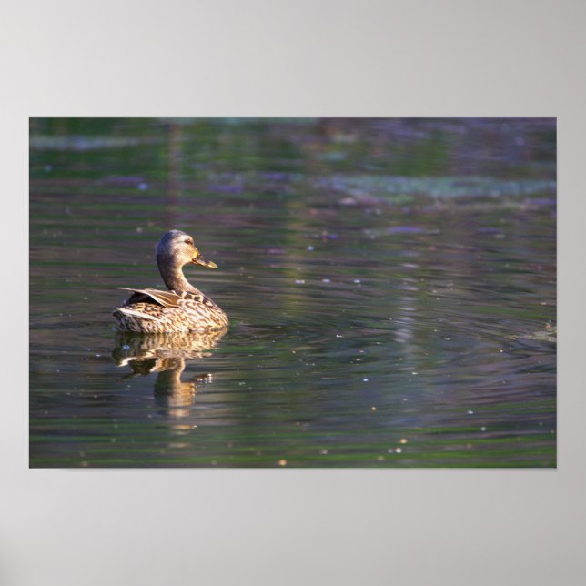Duck Reflection Poster (Front)