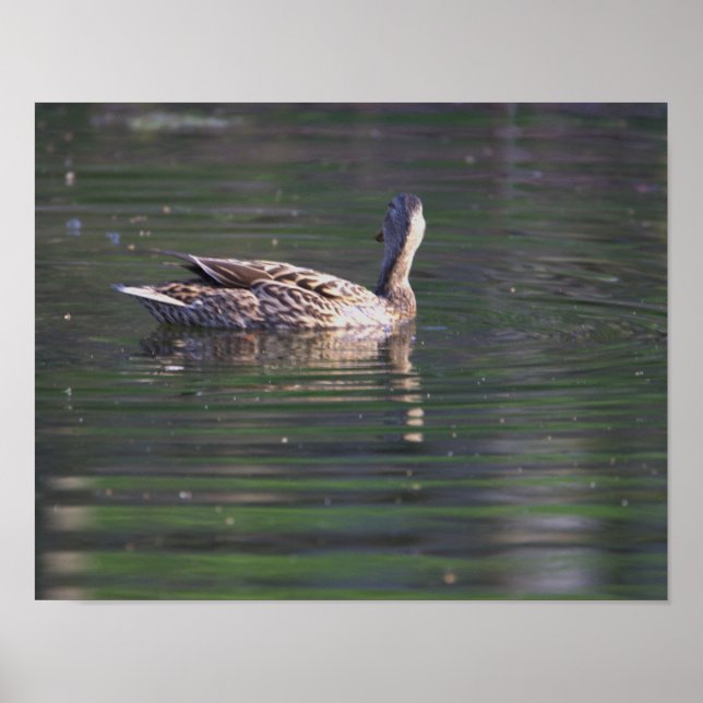 Duck Reflection Poster (Front)