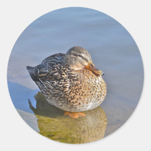 Duck Resting Sticker