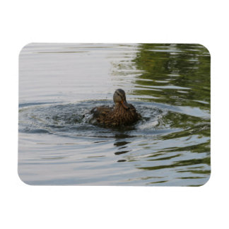 Duck shaking Tailfeather  Magnet