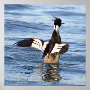 Duck Spreading Wings Poster