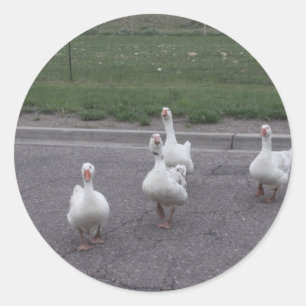 Duck Stickers