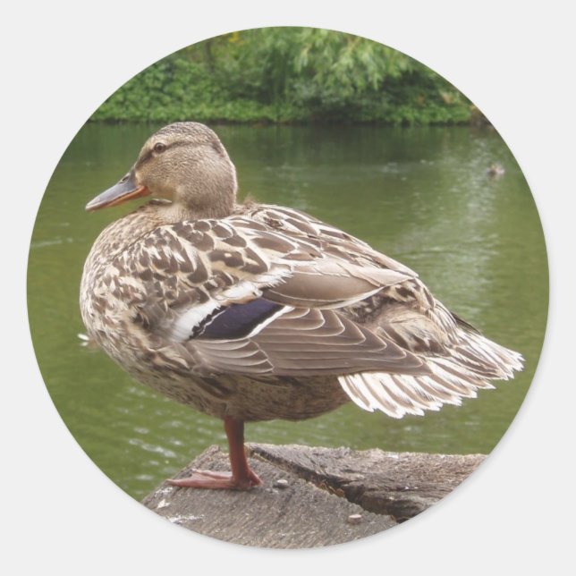 Duck Stickers (Front)