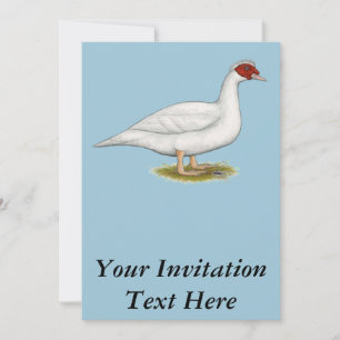 Duck White Muscovy Invitation