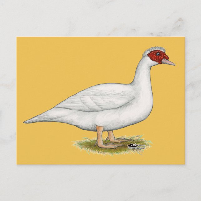 Duck White Muscovy Postcard (Front)