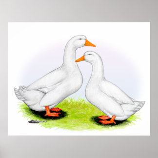Duck: White Pekins Poster