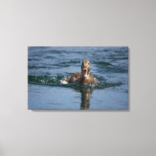 Duck with beak open canvas print