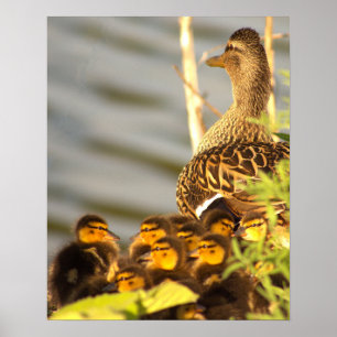 Duck with Ducklings Photo Poster