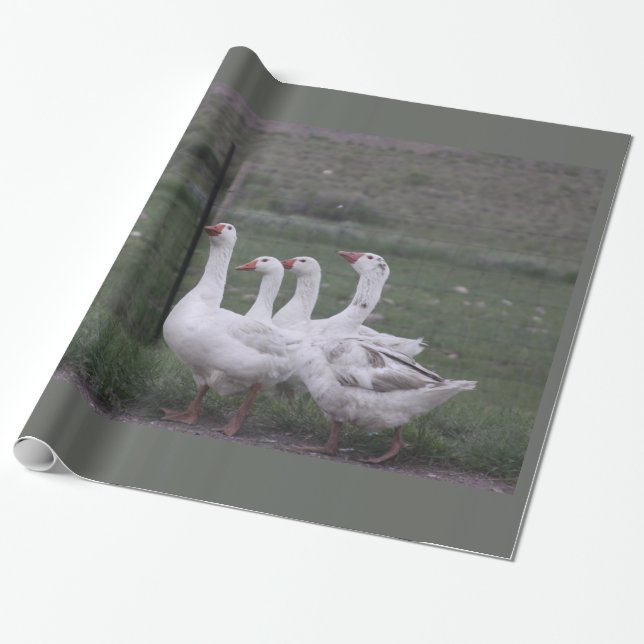 Duck Wrapping Paper (Unrolled)